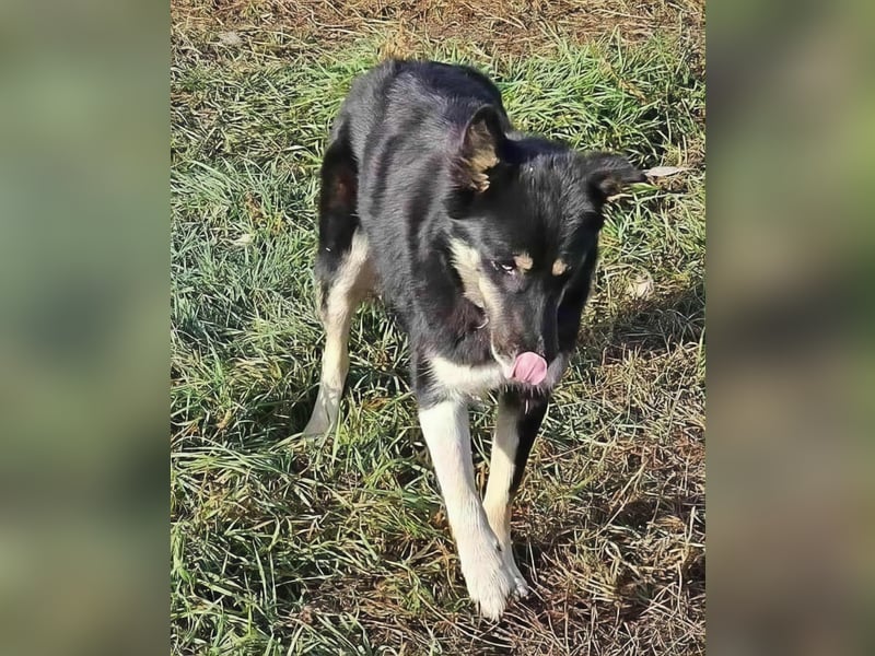 BLUE SKY - gerettet aus Horror Tötung Slatina, Ostern'22