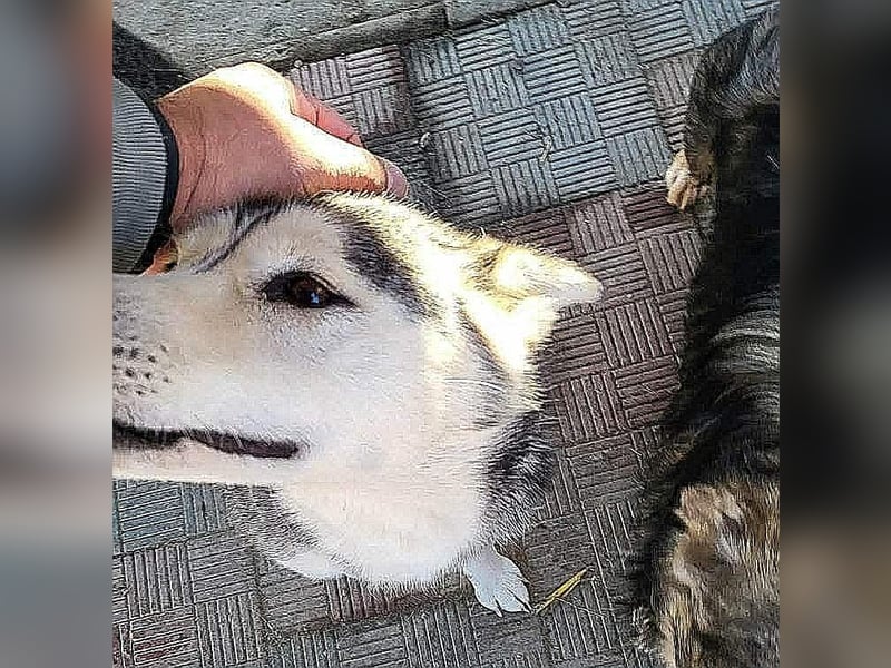 RHANJA ♥ - Gerettet aus Horror Tötung Slatina, Ostern'22