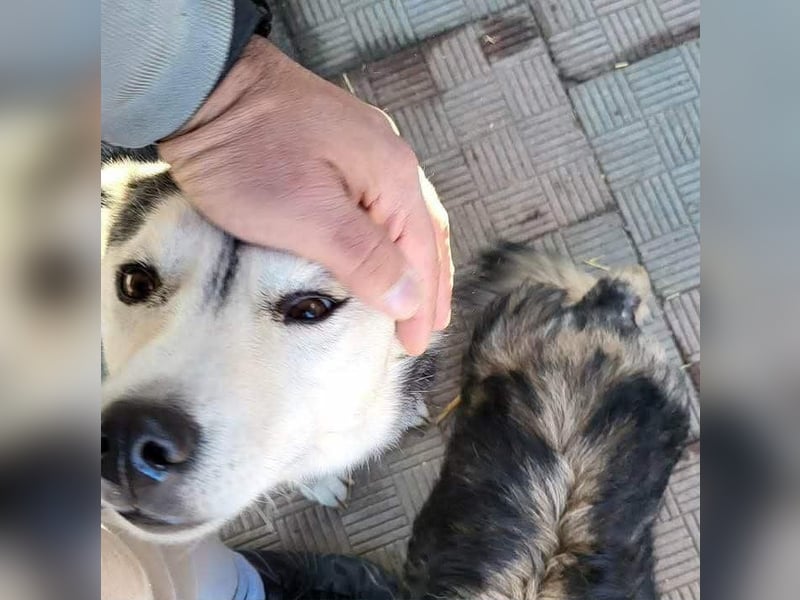 RHANJA ♥ - Gerettet aus Horror Tötung Slatina, Ostern'22