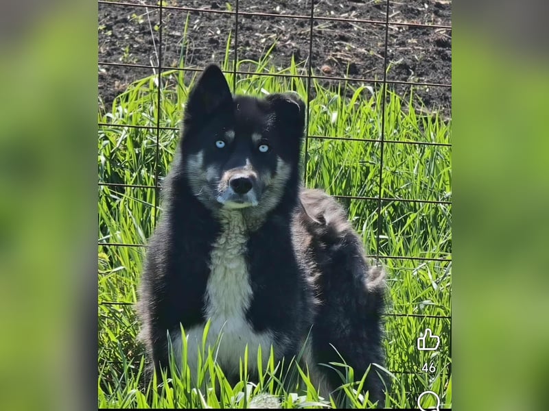 BLUE SKY - gerettet aus Horror Tötung Slatina, Ostern'22