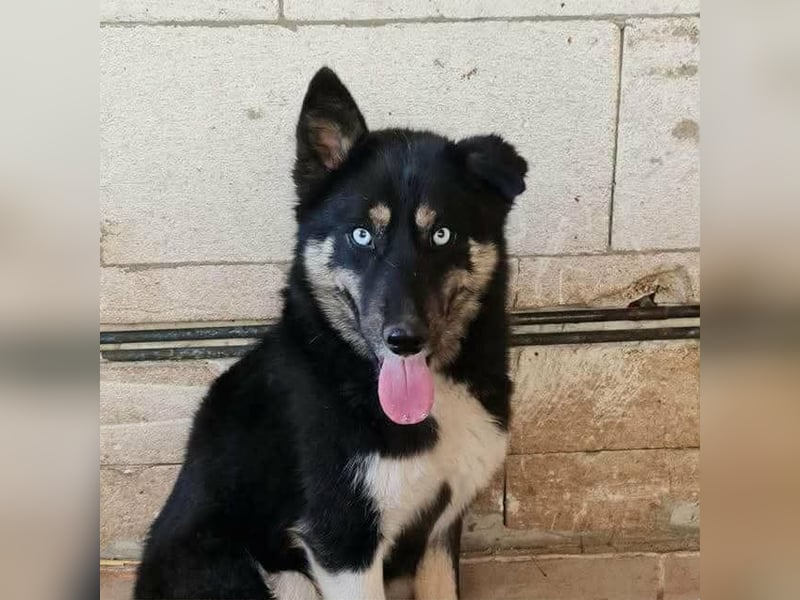 BLUE SKY - gerettet aus Horror Tötung Slatina, Ostern'22