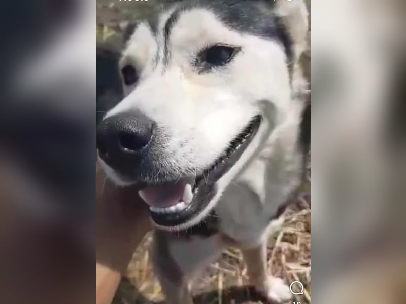 RHANJA ♥ - Gerettet aus Horror Tötung Slatina, Ostern'22