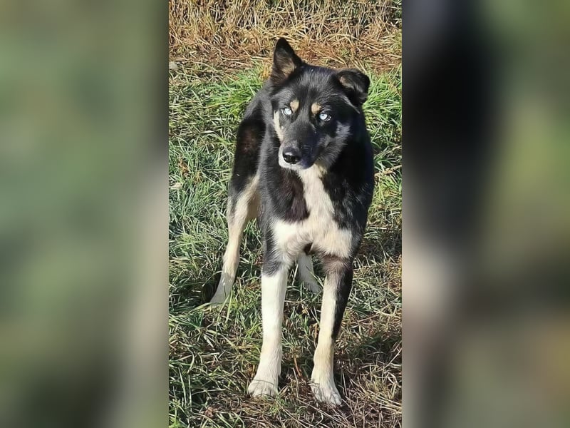 BLUE SKY - gerettet aus Horror Tötung Slatina, Ostern'22