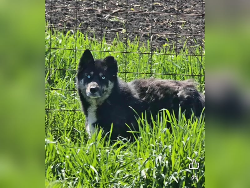 BLUE SKY - gerettet aus Horror Tötung Slatina, Ostern'22