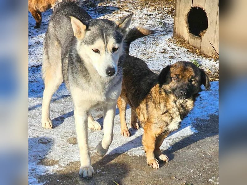 RHANJA ♥ - Gerettet aus Horror Tötung Slatina, Ostern'22