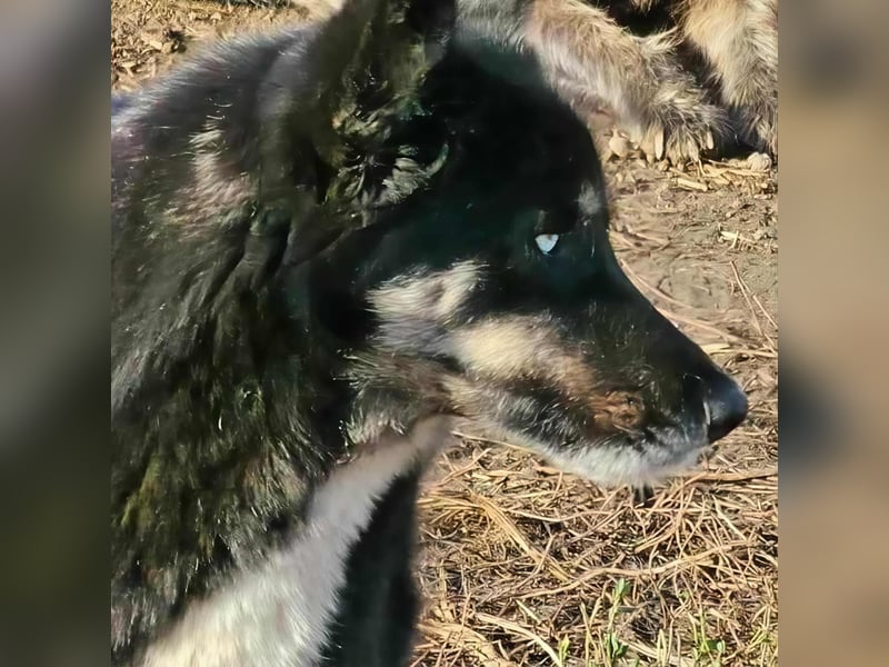 BLUE SKY - gerettet aus Horror Tötung Slatina, Ostern'22