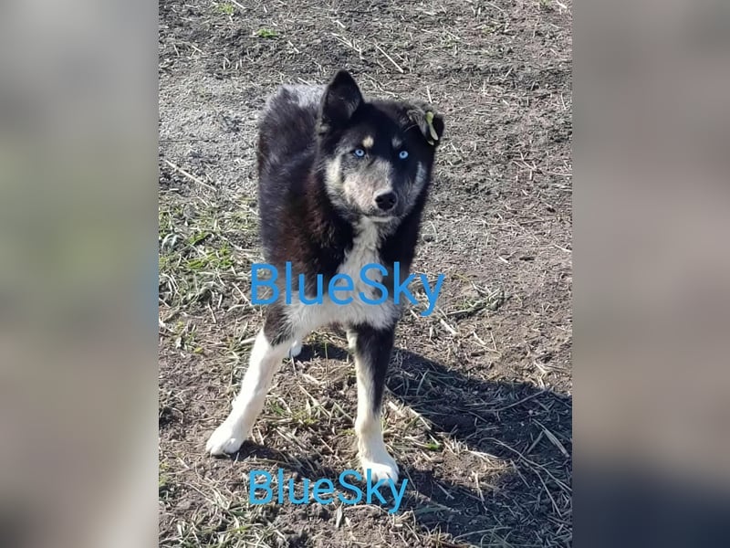 BLUE SKY - gerettet aus Horror Tötung Slatina, Ostern'22