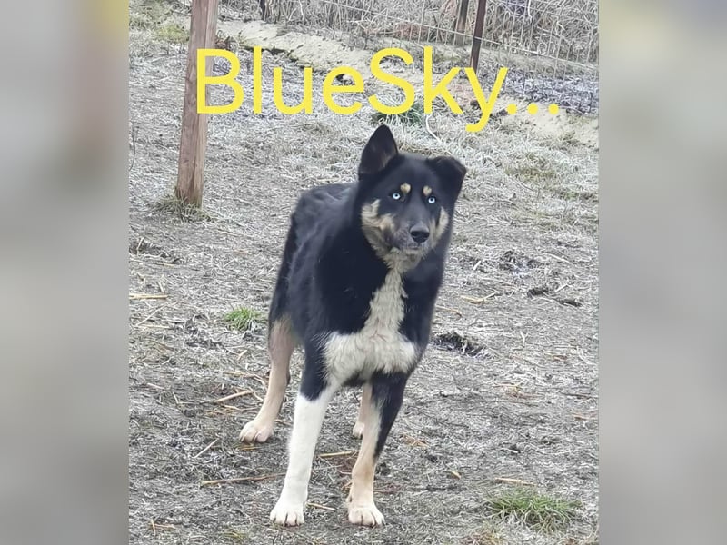 BLUE SKY - gerettet aus Horror Tötung Slatina, Ostern'22