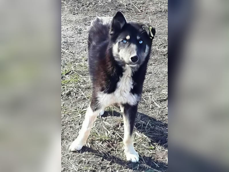 BLUE SKY - gerettet aus Horror Tötung Slatina, Ostern'22