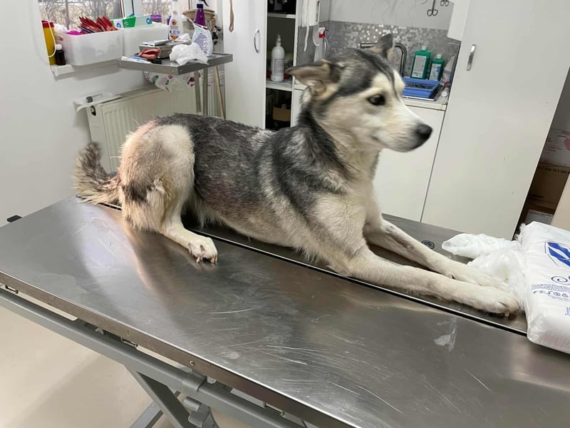 RHANJA ♥ - Gerettet aus Horror Tötung Slatina, Ostern'22