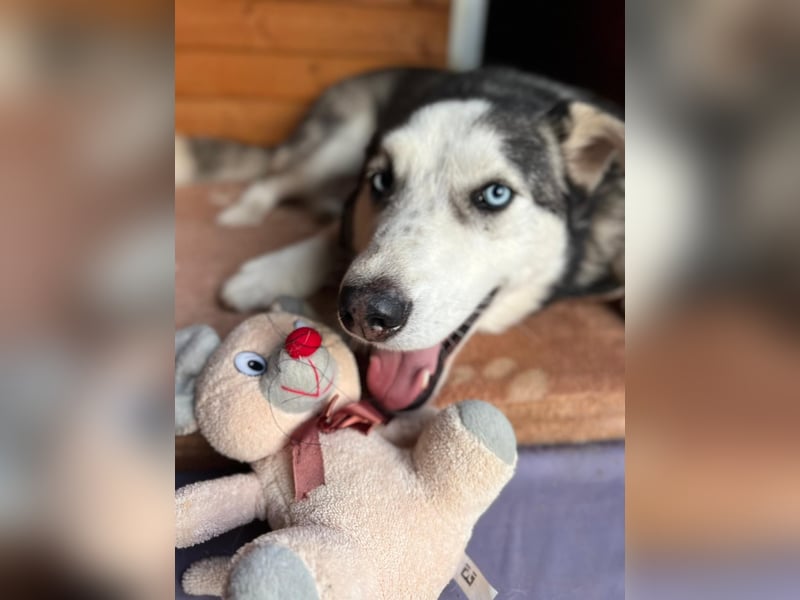 NOTFALL: ALLES VERLOREN – WER SCHENKT COLT EIN NEUES LEBEN?