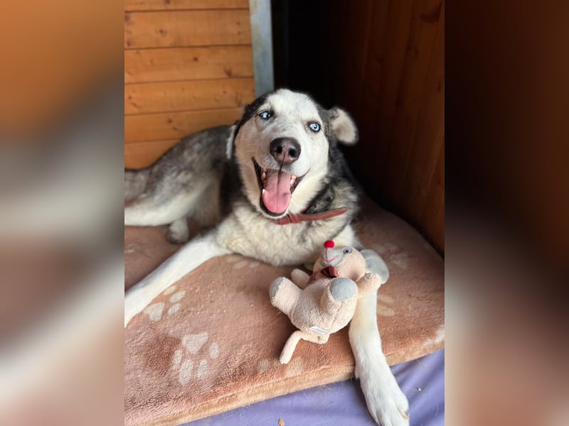 NOTFALL: ALLES VERLOREN – WER SCHENKT COLT EIN NEUES LEBEN?