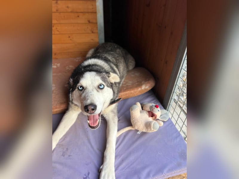 NOTFALL: ALLES VERLOREN – WER SCHENKT COLT EIN NEUES LEBEN?