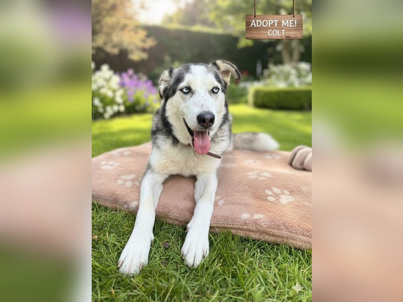 NOTFALL: ALLES VERLOREN – WER SCHENKT COLT EIN NEUES LEBEN?