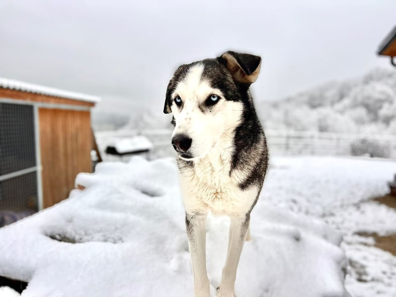 NOTFALL: ALLES VERLOREN – WER SCHENKT COLT EIN NEUES LEBEN?