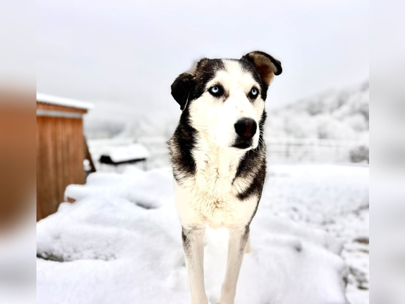 NOTFALL: ALLES VERLOREN – WER SCHENKT COLT EIN NEUES LEBEN?