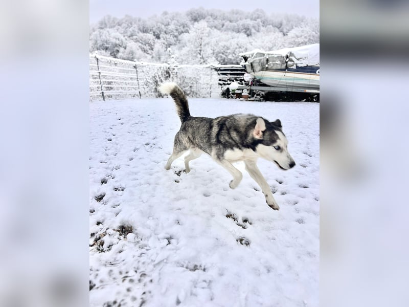 NOTFALL: ALLES VERLOREN – WER SCHENKT COLT EIN NEUES LEBEN?