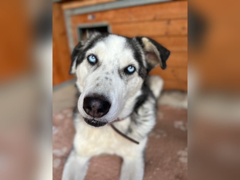 NOTFALL: ALLES VERLOREN – WER SCHENKT COLT EIN NEUES LEBEN?