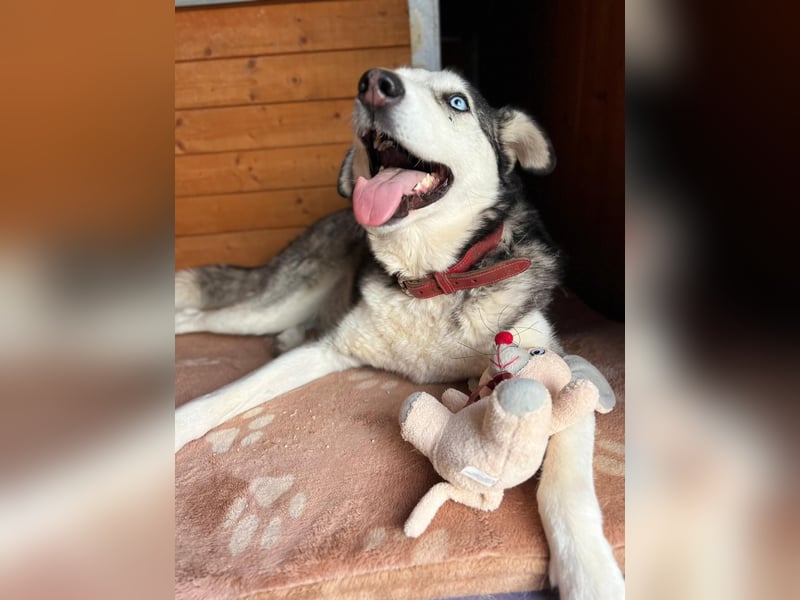 NOTFALL: ALLES VERLOREN – WER SCHENKT COLT EIN NEUES LEBEN?