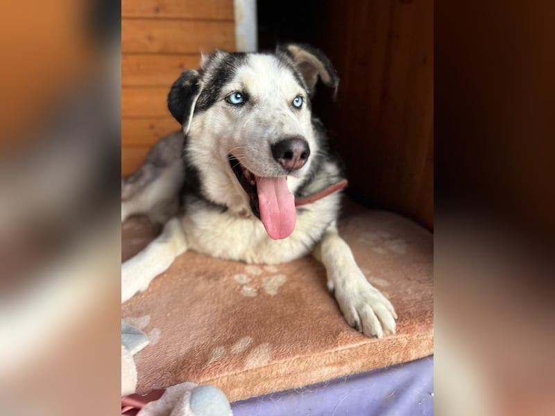 NOTFALL: ALLES VERLOREN – WER SCHENKT COLT EIN NEUES LEBEN?