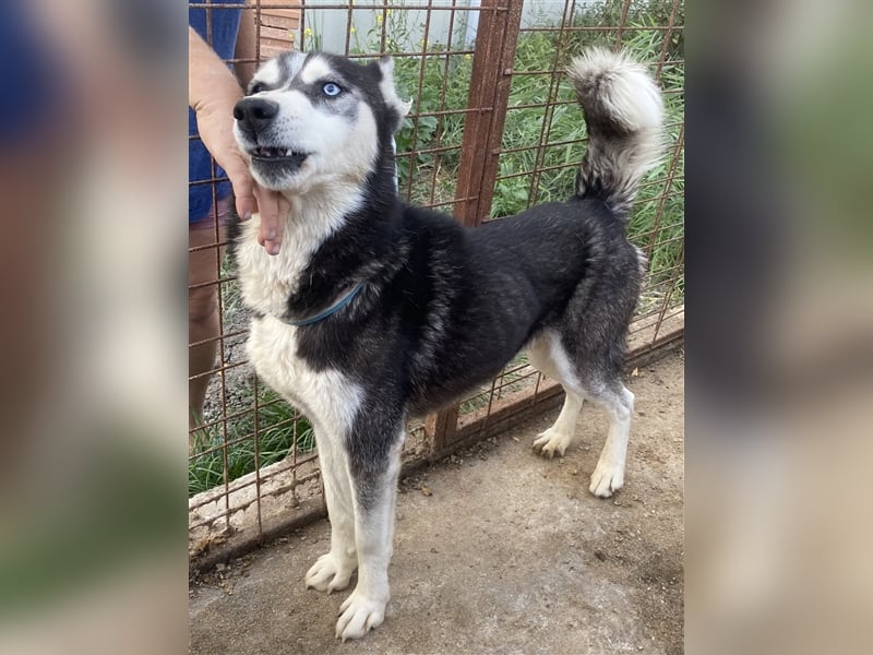 Zucco - sportlich und schlau