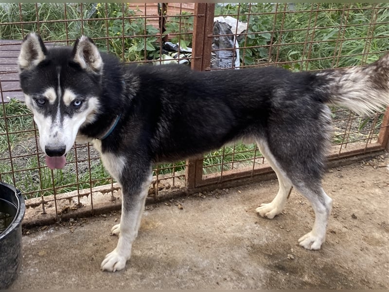 Zucco - sportlich und schlau