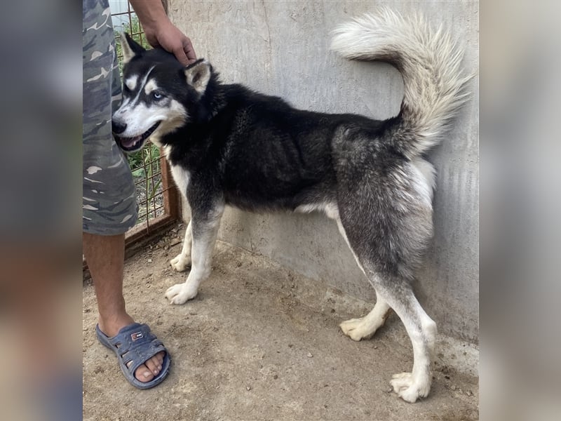 Zucco - sportlich und schlau