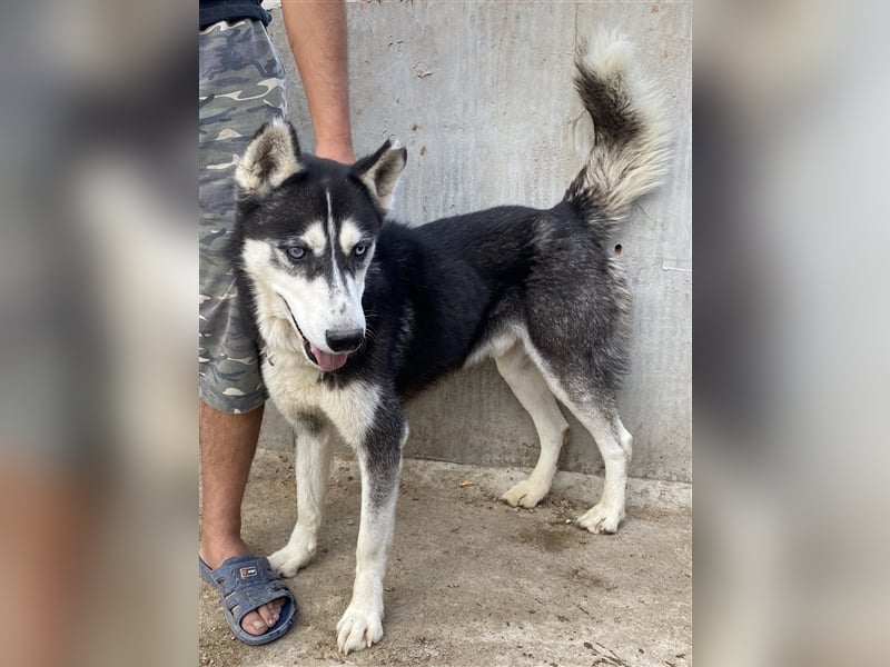 Zucco - sportlich und schlau