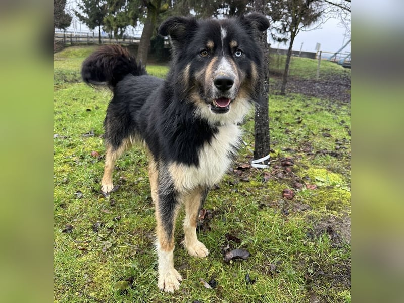 Ljubo ein ganz toller Kerl