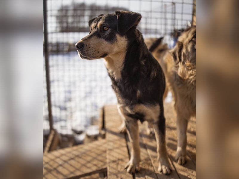 Dustin ein gutmütiger vitaler Hundebub