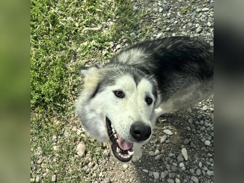 Ruby ein tolles Mädchen