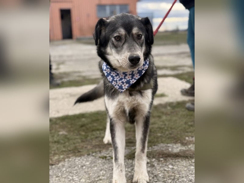 Zazuji ein sehr hübscher Rüde