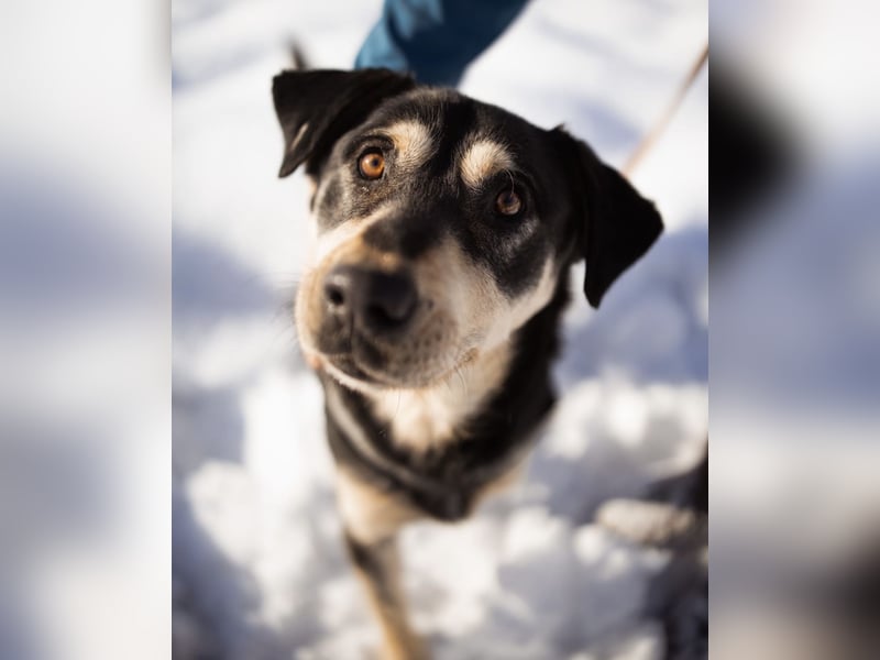 Dustin ein gutmütiger vitaler Hundebub