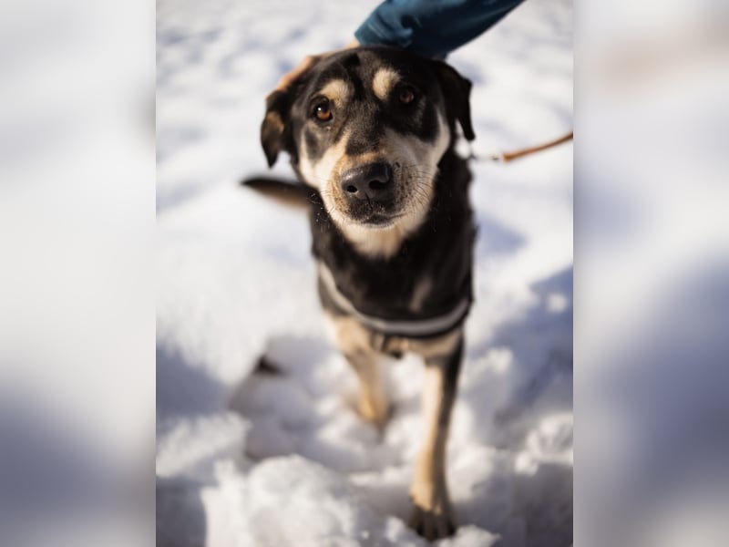 Dustin ein gutmütiger vitaler Hundebub