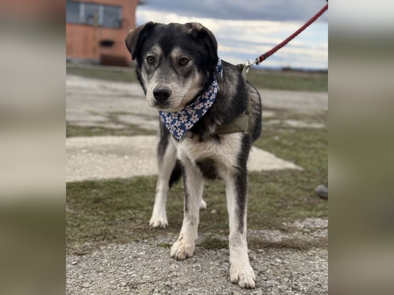 Zazuji ein sehr hübscher Rüde