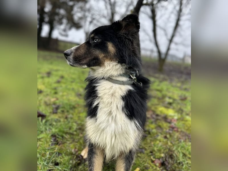 Ljubo ein ganz toller Kerl