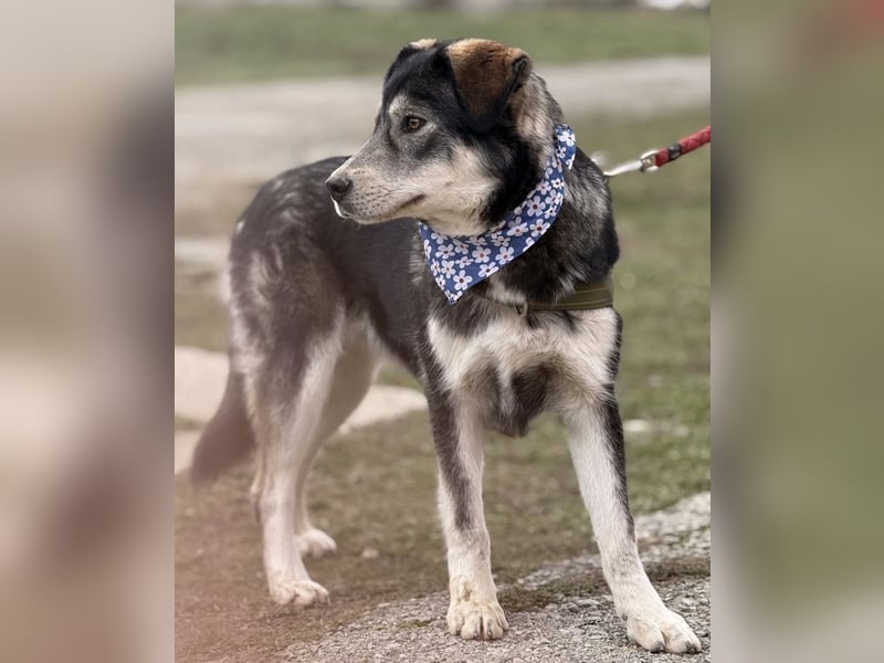 Zazuji ein sehr hübscher Rüde