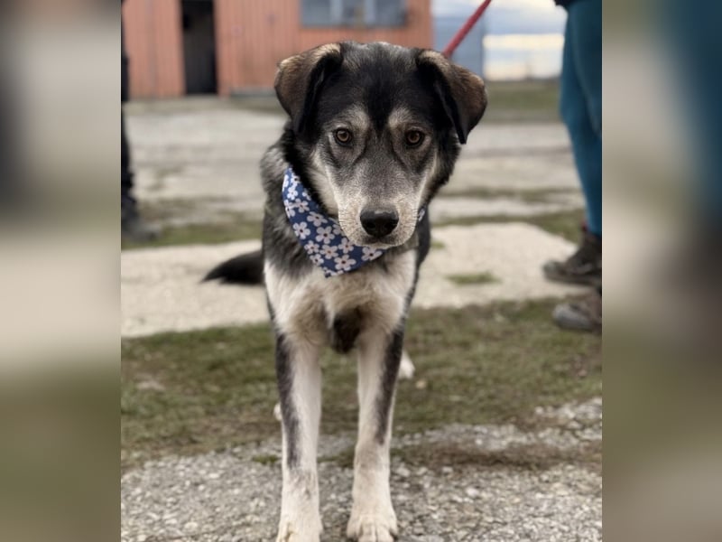 Zazuji ein sehr hübscher Rüde