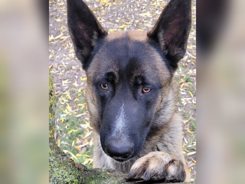 Husky-Malinois-Mix Russel sucht ein neues Zuhause