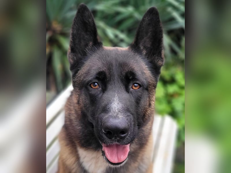 Husky-Malinois-Mix Russel sucht ein neues Zuhause