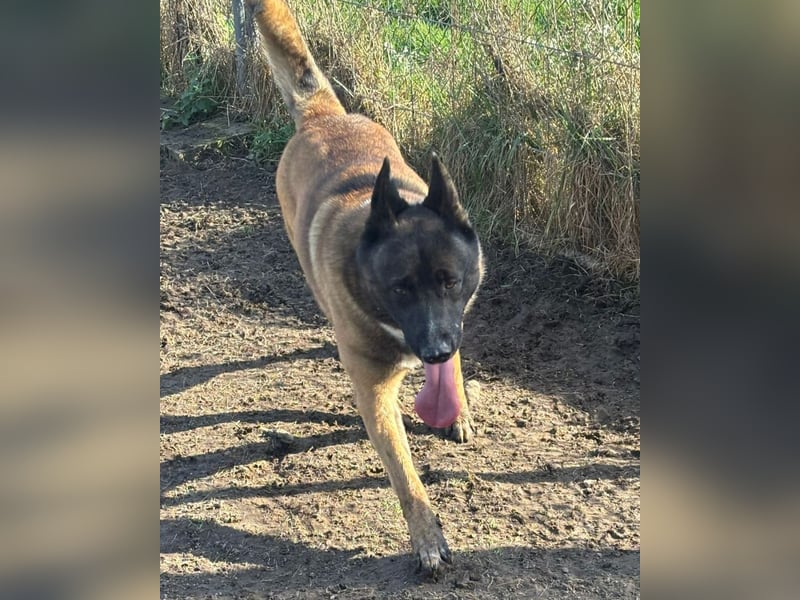 Husky-Malinois-Mix Russel sucht ein neues Zuhause