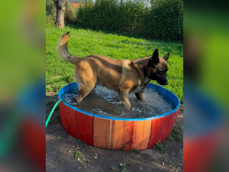 Husky-Malinois-Mix Russel sucht ein neues Zuhause