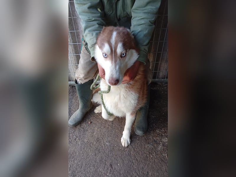 Aladar PP – junger Huskyrüde mit neugierigem Wesen sucht aktive Menschen 