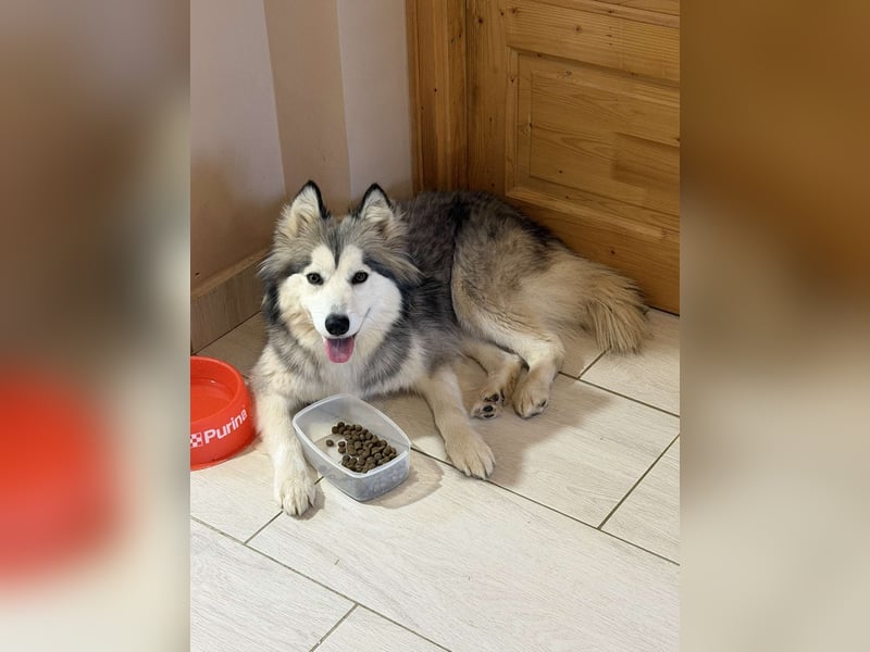 Shara BE – freundliche Huskymix Hündin sucht liebevolles Zuhause 