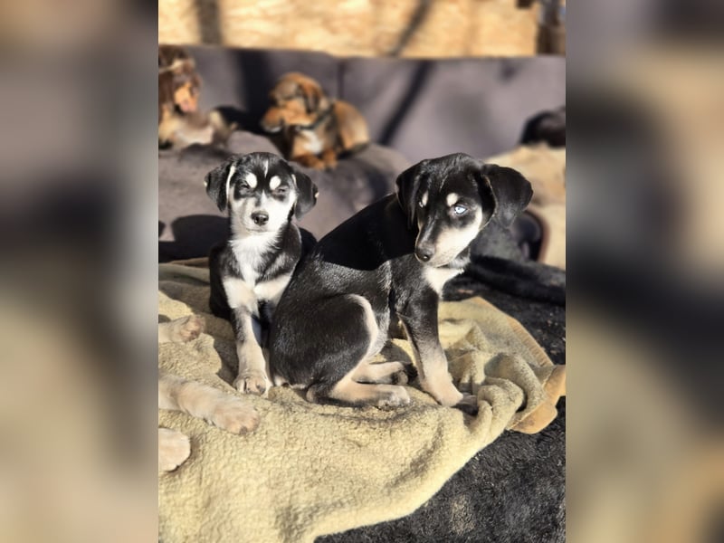 Azra BE – bezaubernder Welpe mit strahlend blauen Augen sucht Zuhause