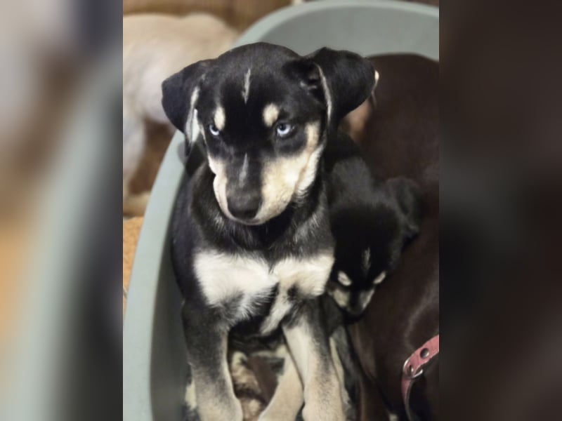 Azra BE – bezaubernder Welpe mit strahlend blauen Augen sucht Zuhause