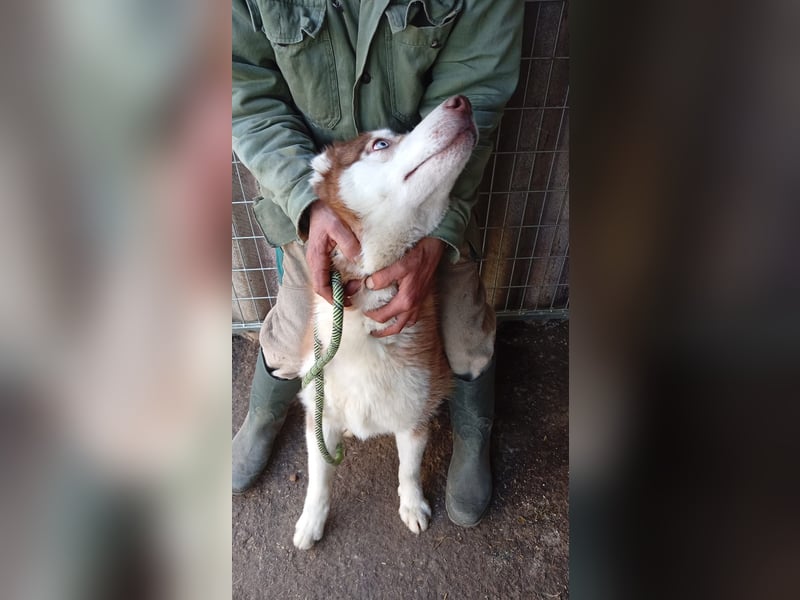 Aladar PP – junger Huskyrüde mit neugierigem Wesen sucht aktive Menschen 