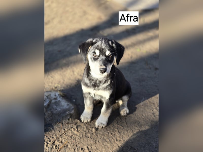 Afra BE – aktive Junghündin sucht sportliches Zuhause 