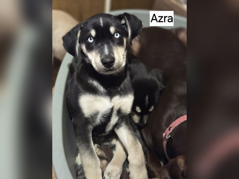 Azra BE – bezaubernder Welpe mit strahlend blauen Augen sucht Zuhause