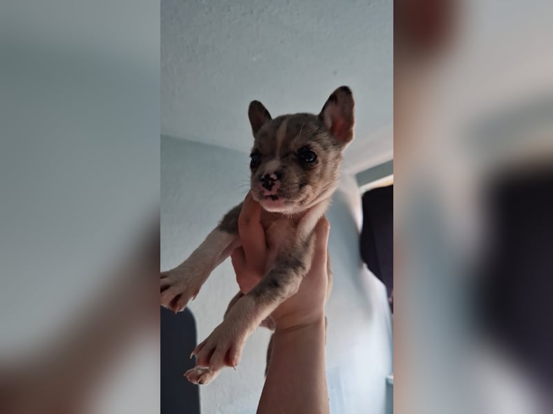 Husky Doggen mix